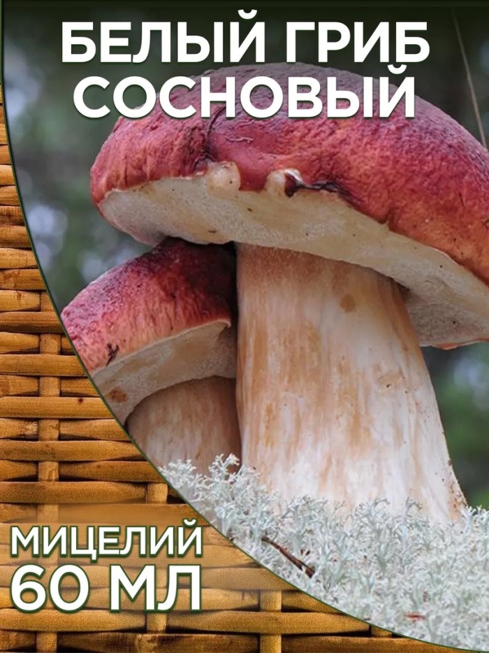 Белый гриб сосновый