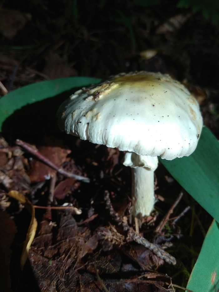 Мухомор поганковидный amanita citrina