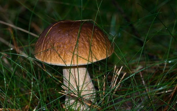 Белый гриб боровик