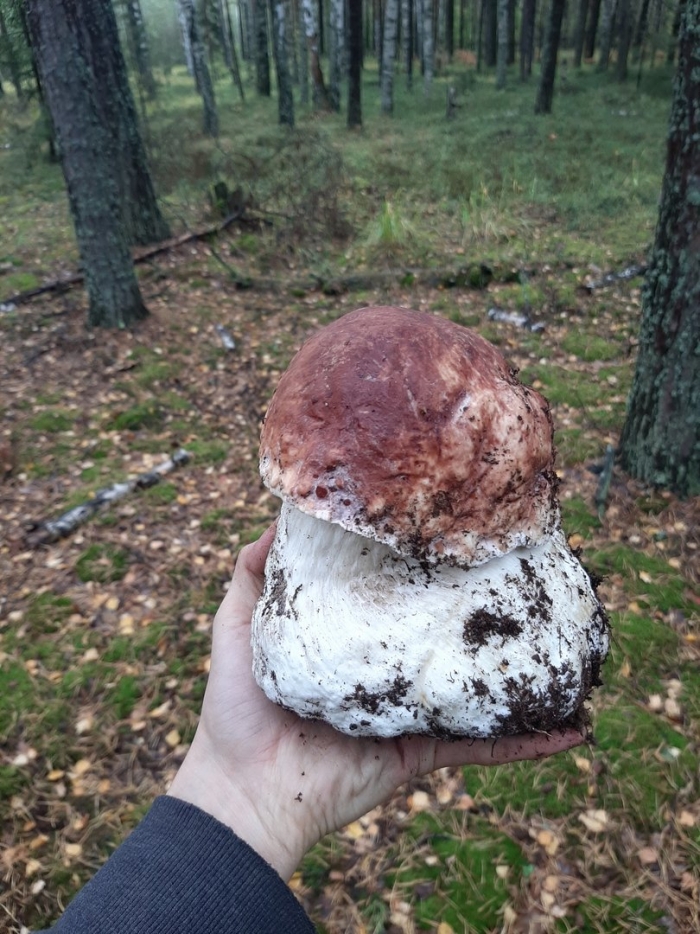 Гриб царский