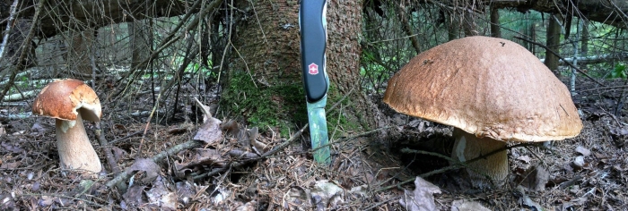 Грибы белый гриб