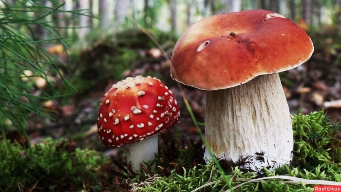 Гриб боровик и мухомор