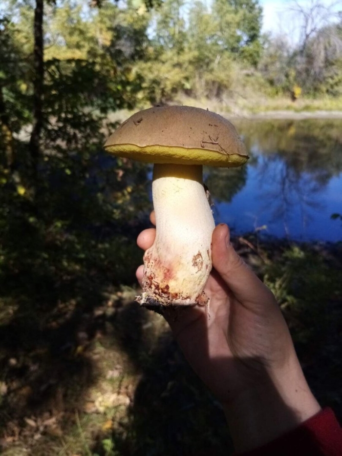 Полубелый гриб