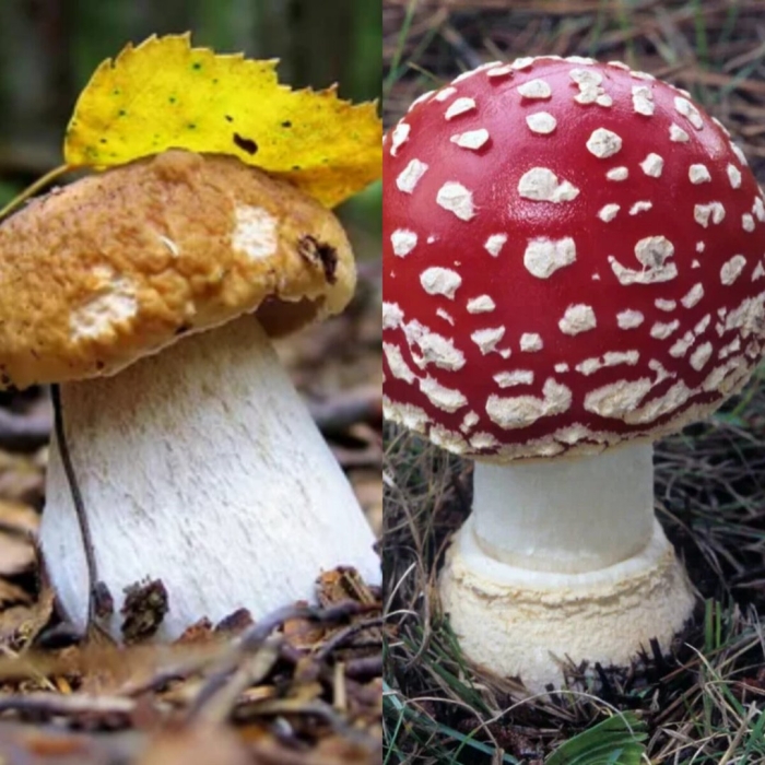 Мухомор аманита мускария