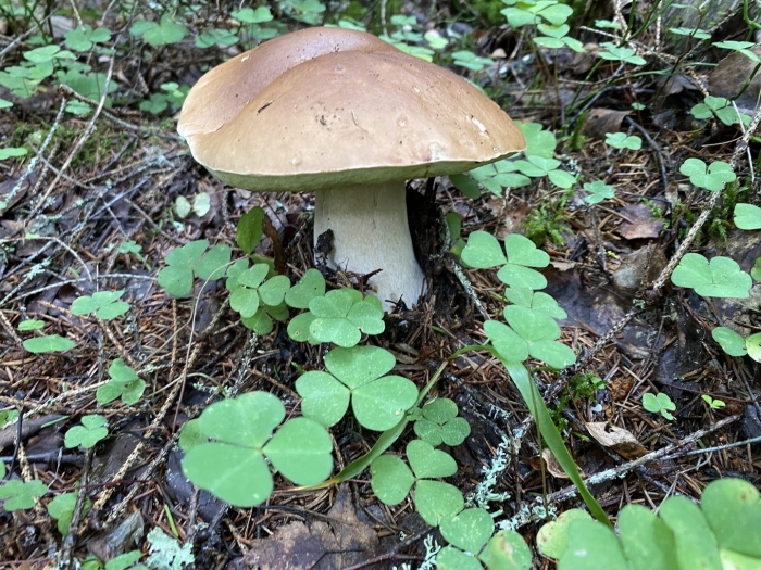 Белый гриб боровик