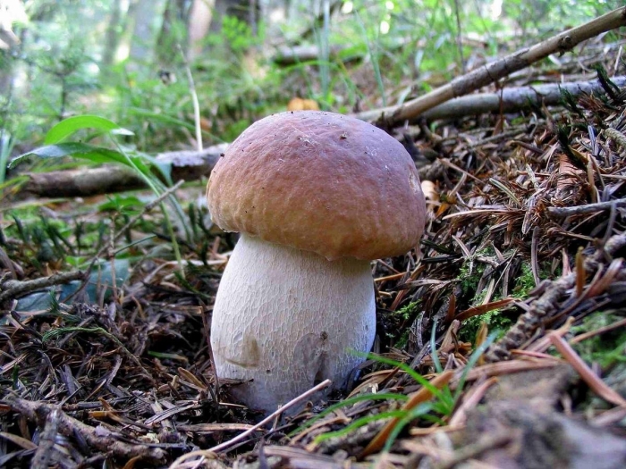 Боровик гриб