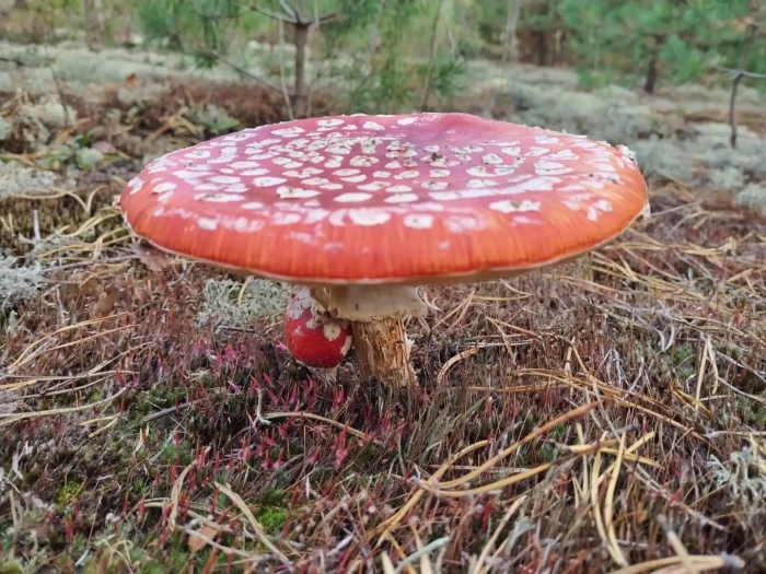 Мухомор аманита мускария