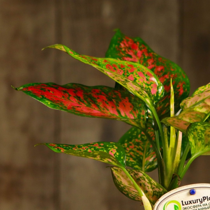 Аглаонема токек камуфляж