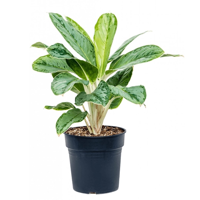 Аглаонема чинто квин