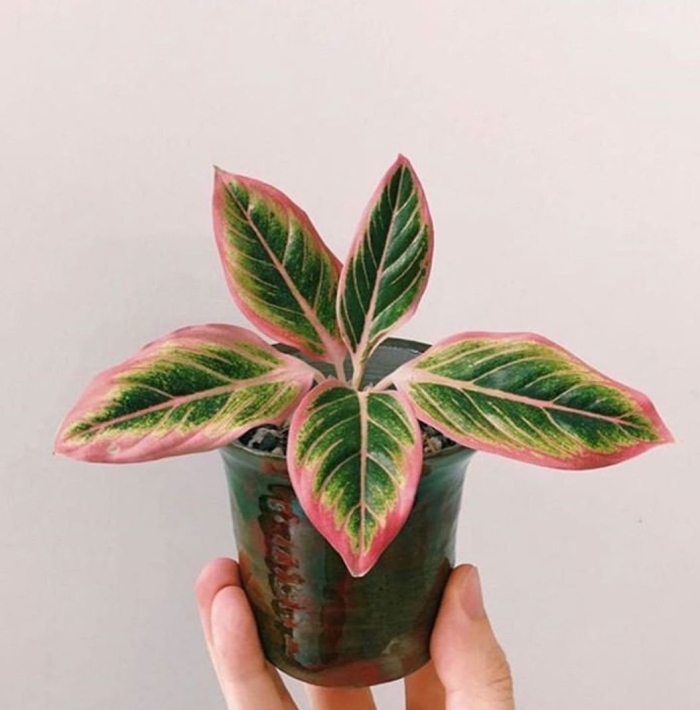 Aglaonema lotus delight