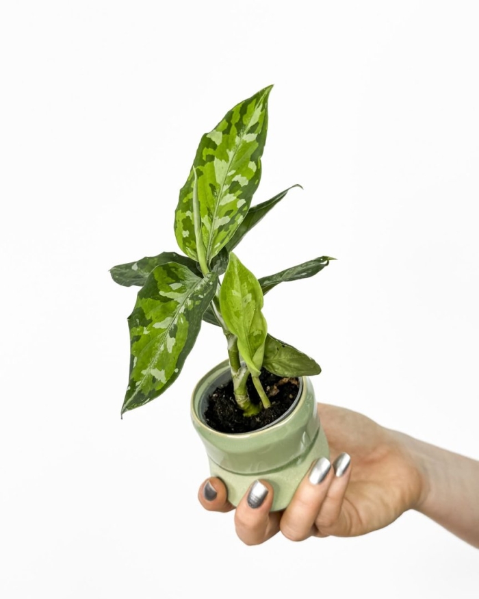 Aglaonema pictum