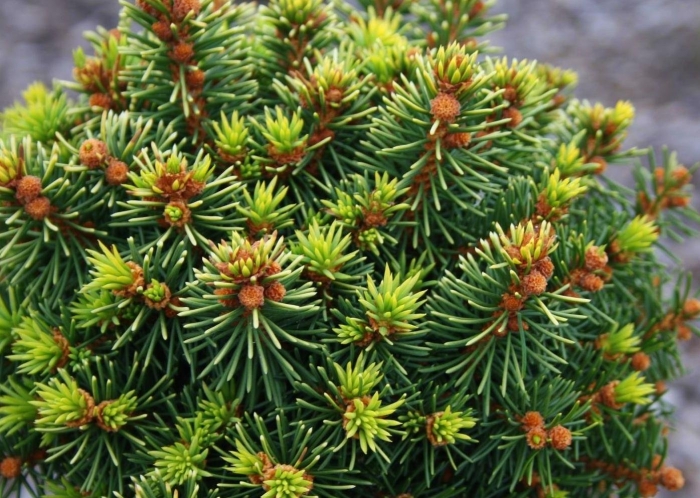 Ель обыкновенная