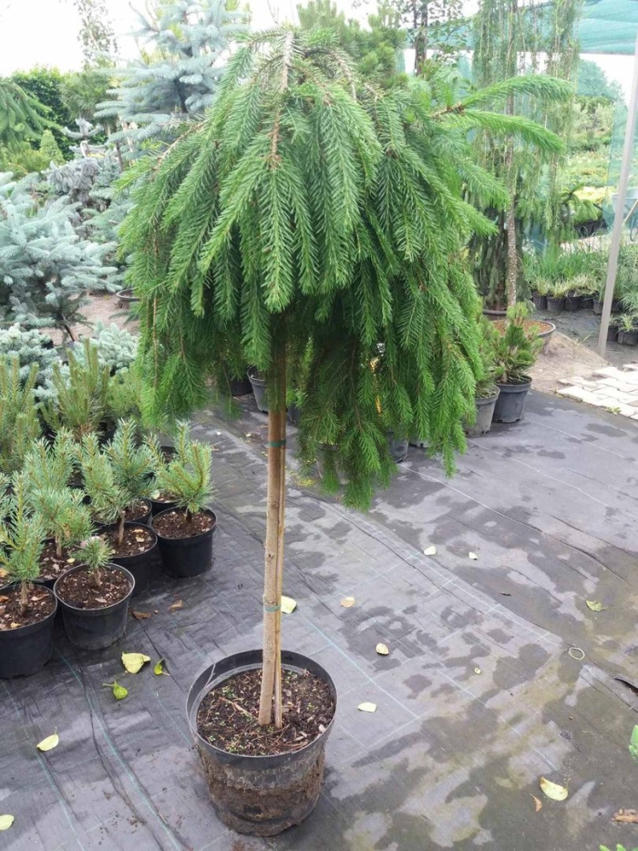 Ель форманек на штамбе