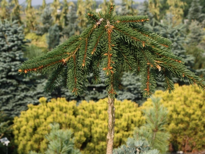 Ель picea abies loreley