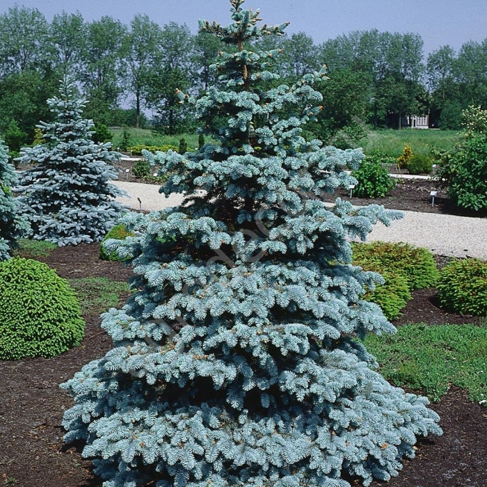 Ель колючая хупси