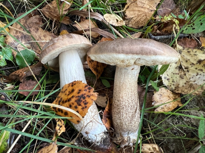 Гриб подберезовик