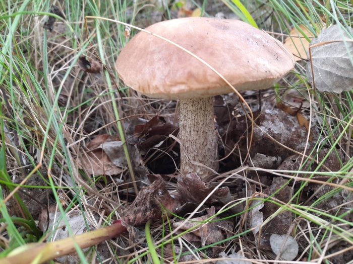 Гриб козляк