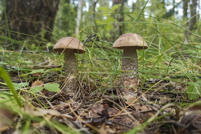 Гриб подберезовик