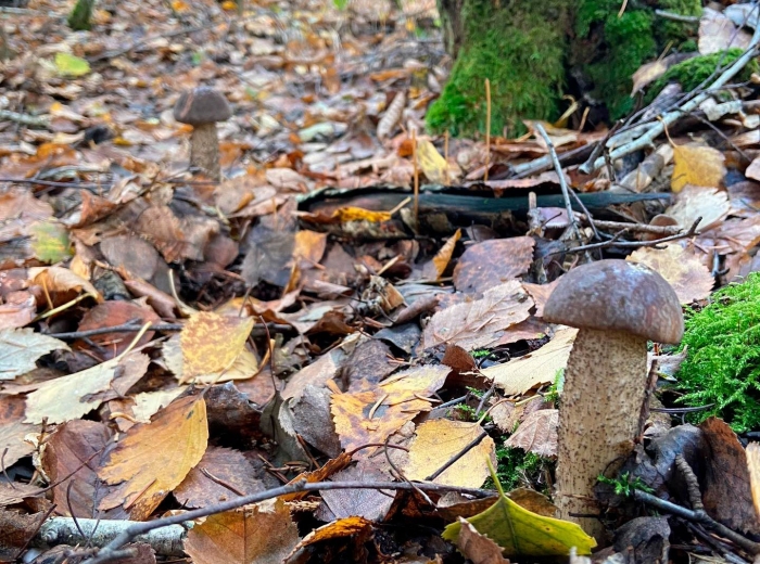 Подберезовик обыкновенный гриб