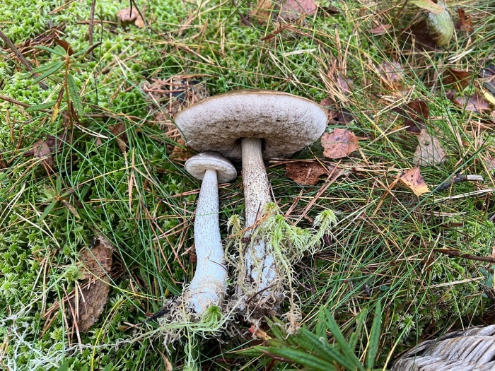 Подберезовик болотный leccinum holopus
