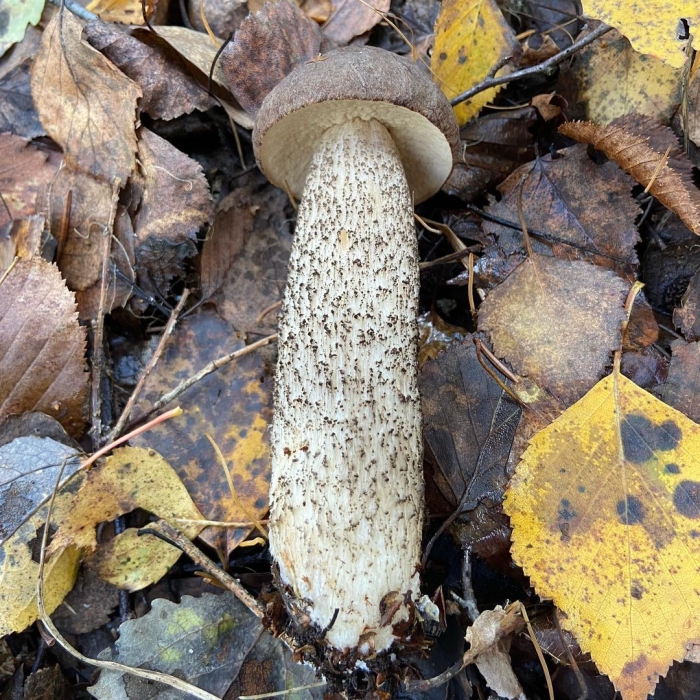 Подберёзовик твердоватый leccinum duriusculum