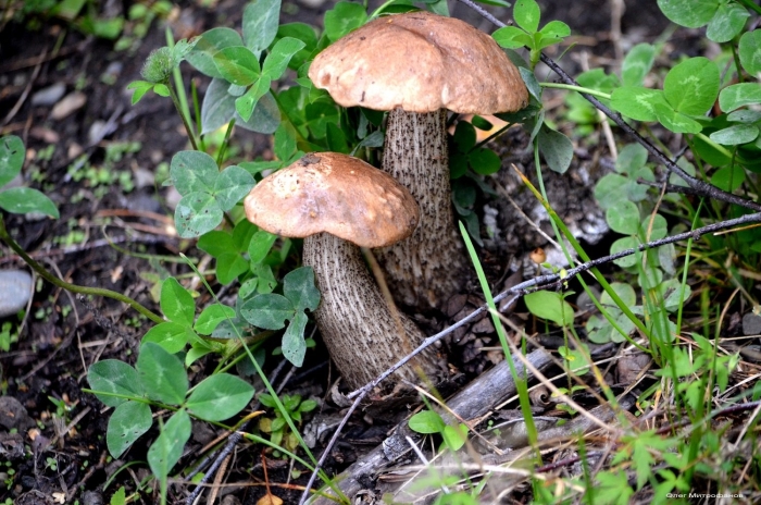 Подберезовик твердоватый