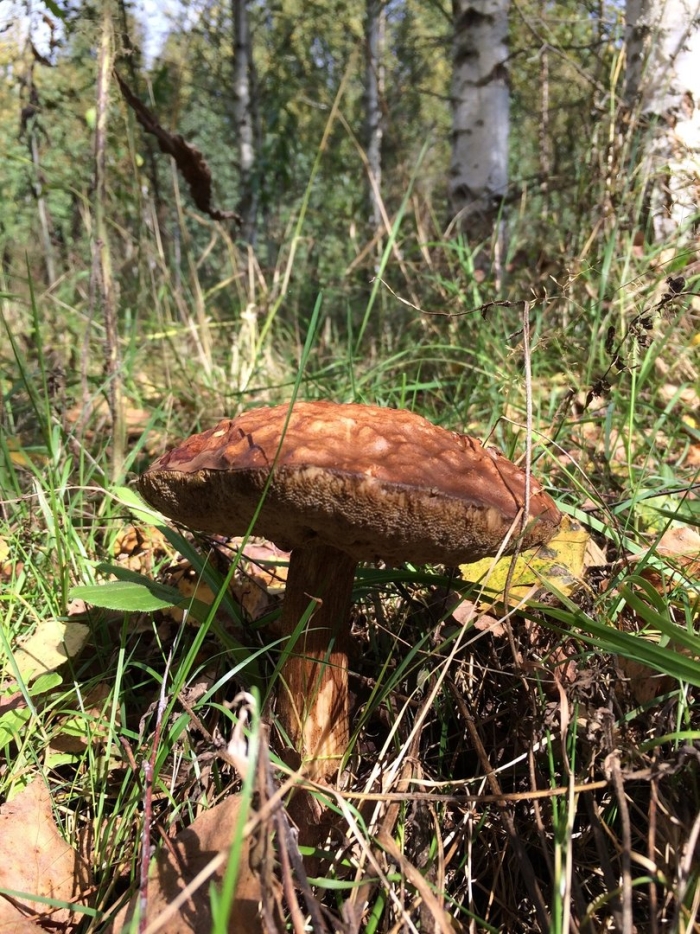 Гриб обабок