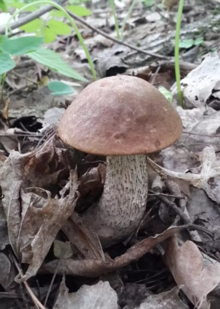 Белый гриб колосовик