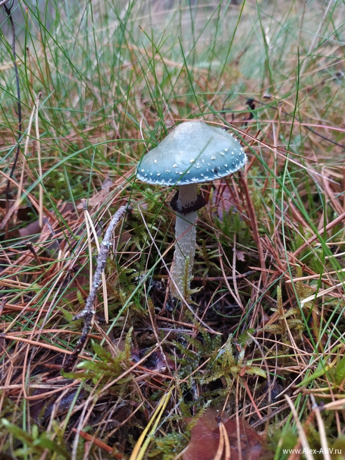 Подберёзовик обыкновенный