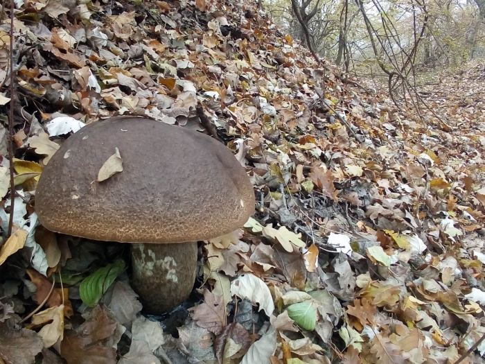 Подберёзовик твердоватый leccinum duriusculum