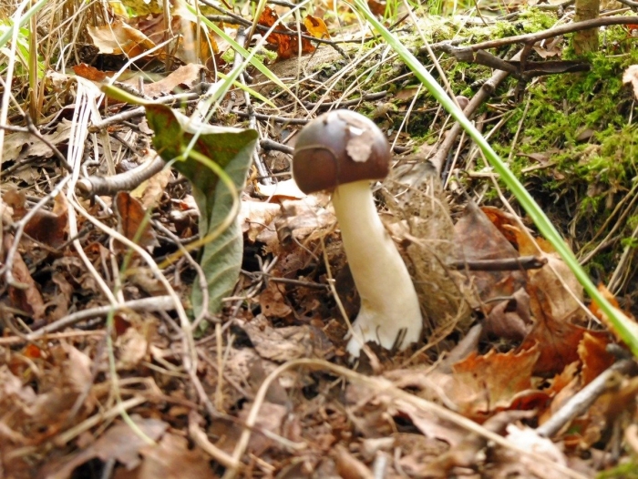 Поплавок жёлто коричневый amanita fulva