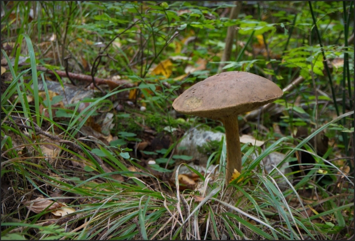 Подберезовик болотный leccinum holopus