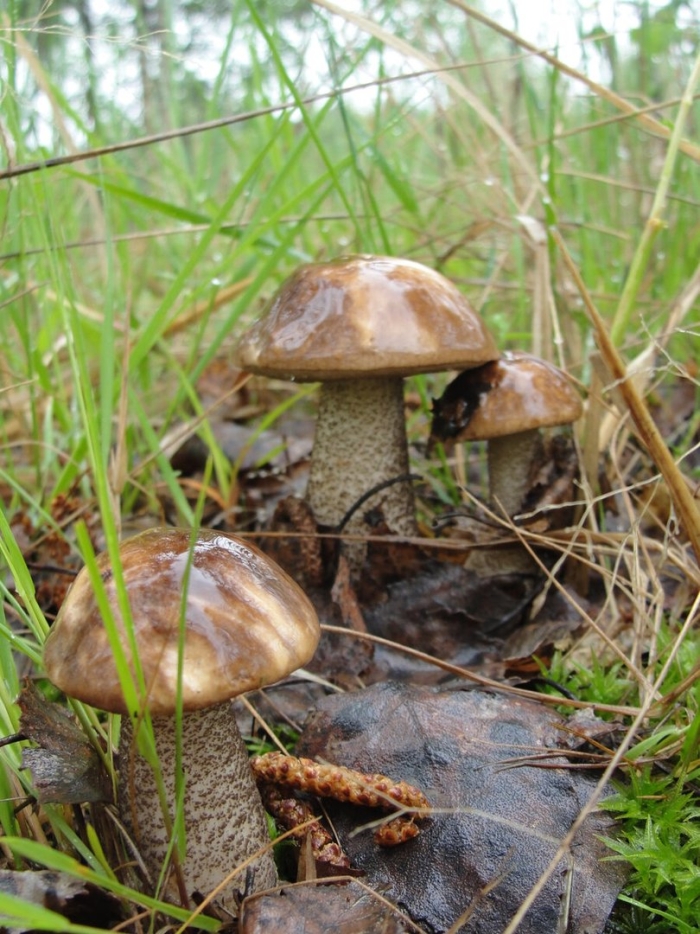 Подосиновик подберезовик