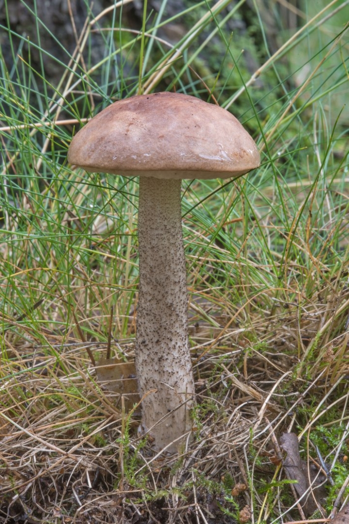 Подберезовик обыкновенный