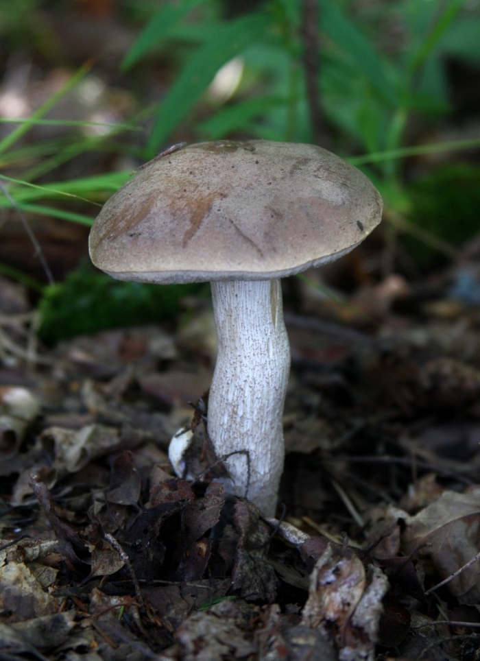 Leccinum variicolor
