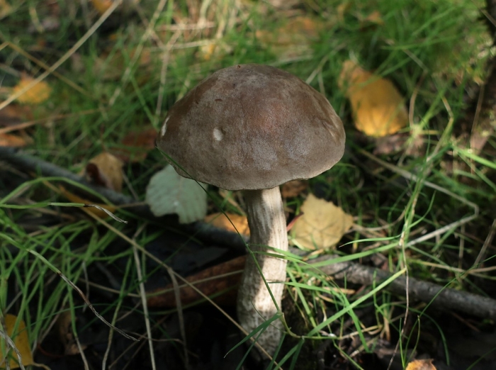 Подберезовик болотный