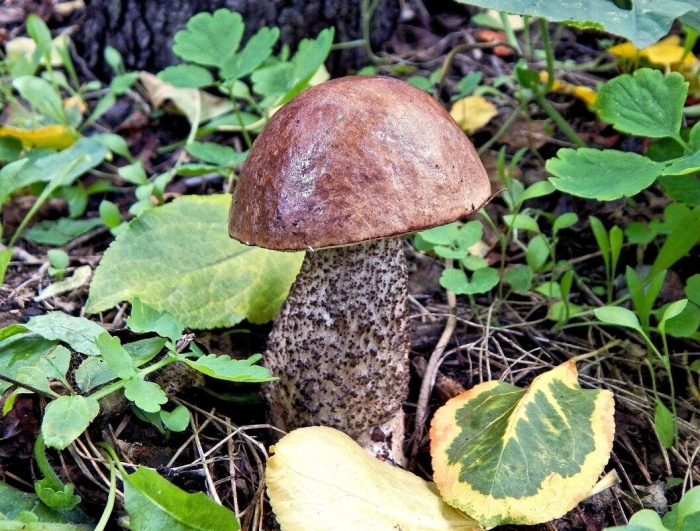 Подберёзовик гриб