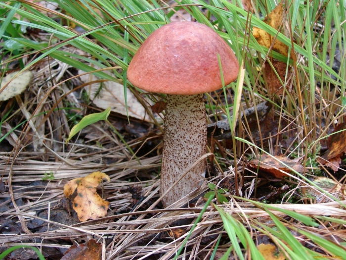 Подосиновик красноголовик