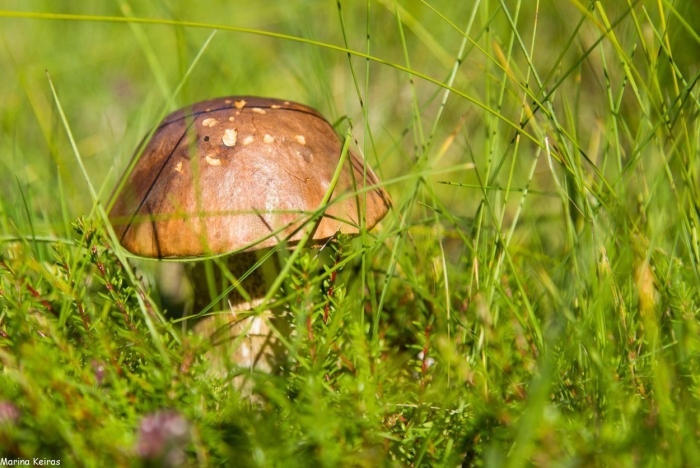 Грибы исландии