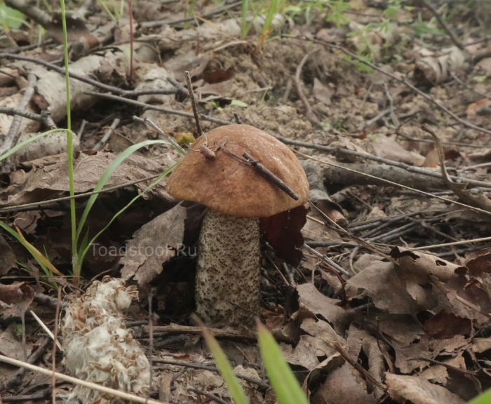 Гриб подберезовик