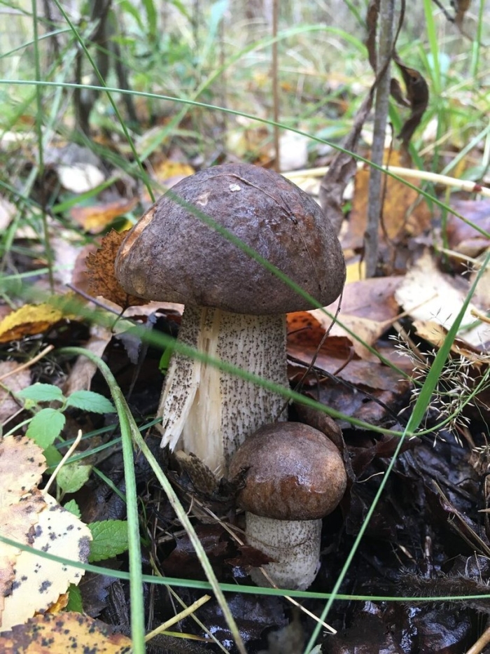 Грибы подосиновики и подберезовики