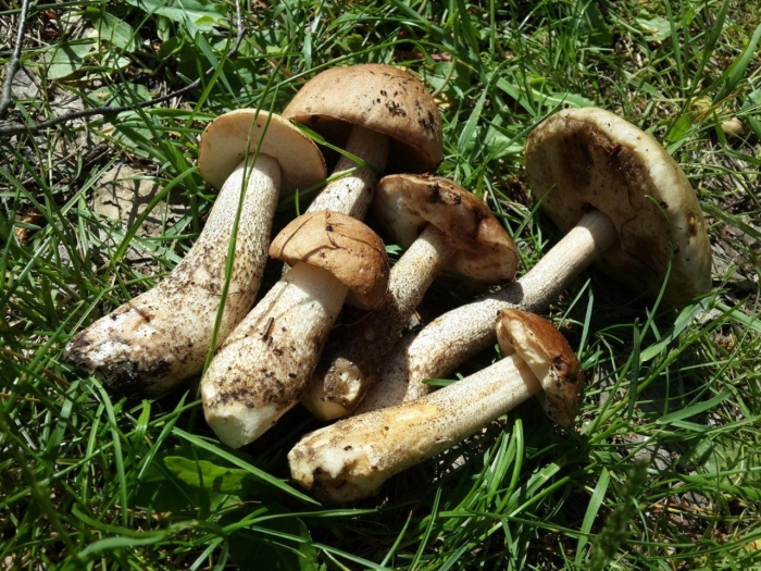 Подберезовик болотный ( léccinum hólopus)