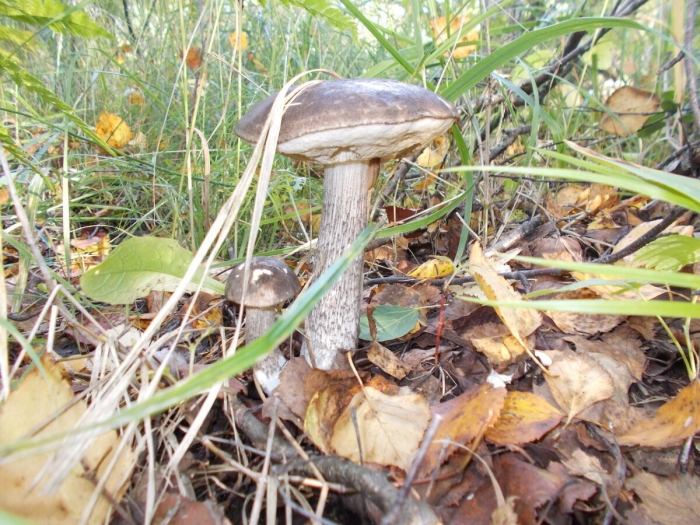 Подберезовик обыкновенный (обабок)