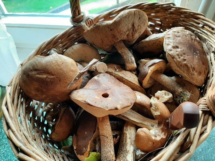 Подберёзовики замороженные