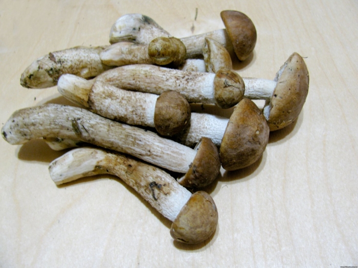 Гриб колосовик