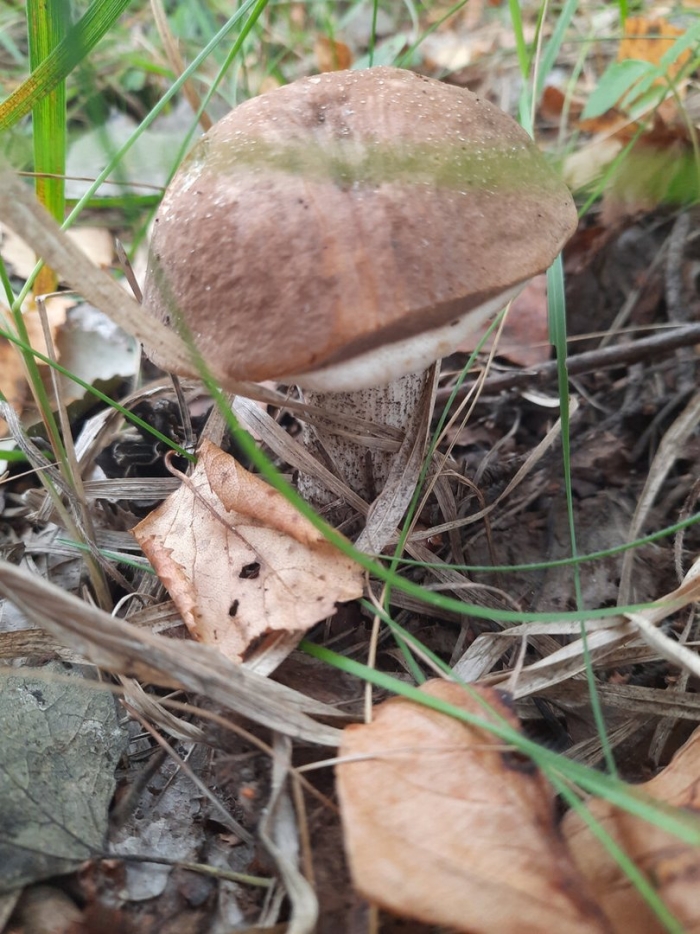 Подосиновики и подберезовики