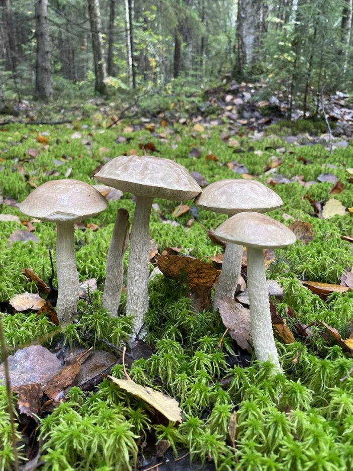 Подберезовик белый болотный