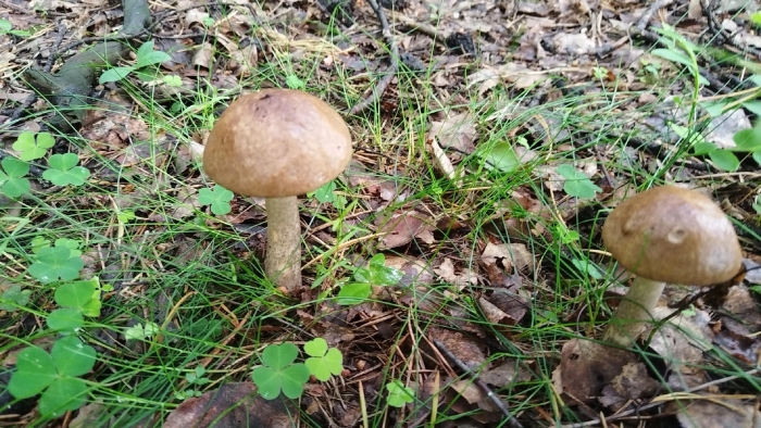 Подберёзовик обыкновенный болетовые