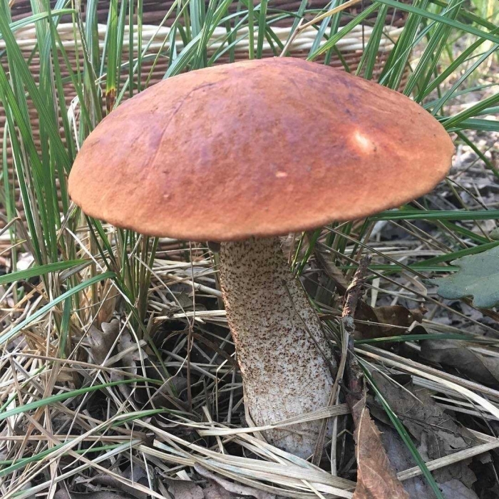 Гриб подосиновик