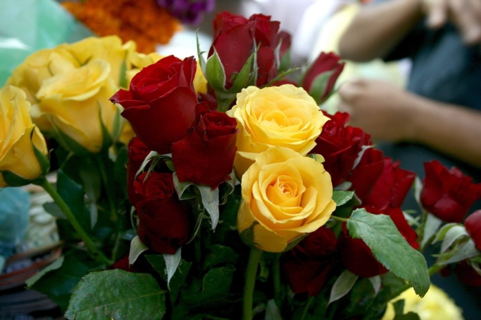 Желто красная роза